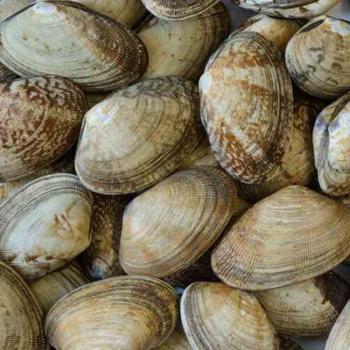 Canning Clams